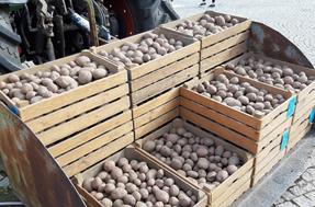 Patate