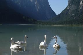 Lago di Dobbiaco & Tesori d’acqua