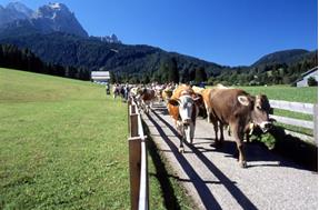 Almabtrieb (Cattle drive)