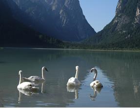 lago Lake of Dobbiaco