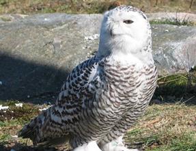 Wildpark in Toblach